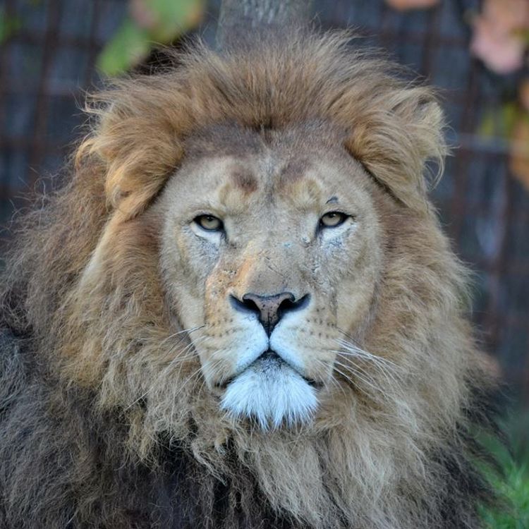 portetfoto van een leeuw bij Gaia Zoo