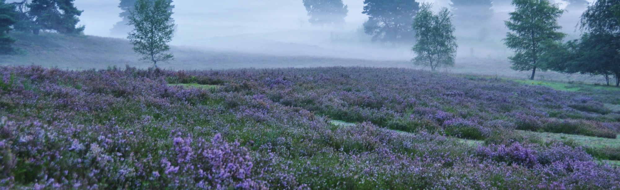 Een paarse Brunssummerheide op een mistige dag