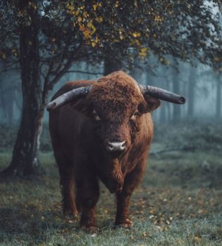 Een stier bij de Schinveldse Bossen