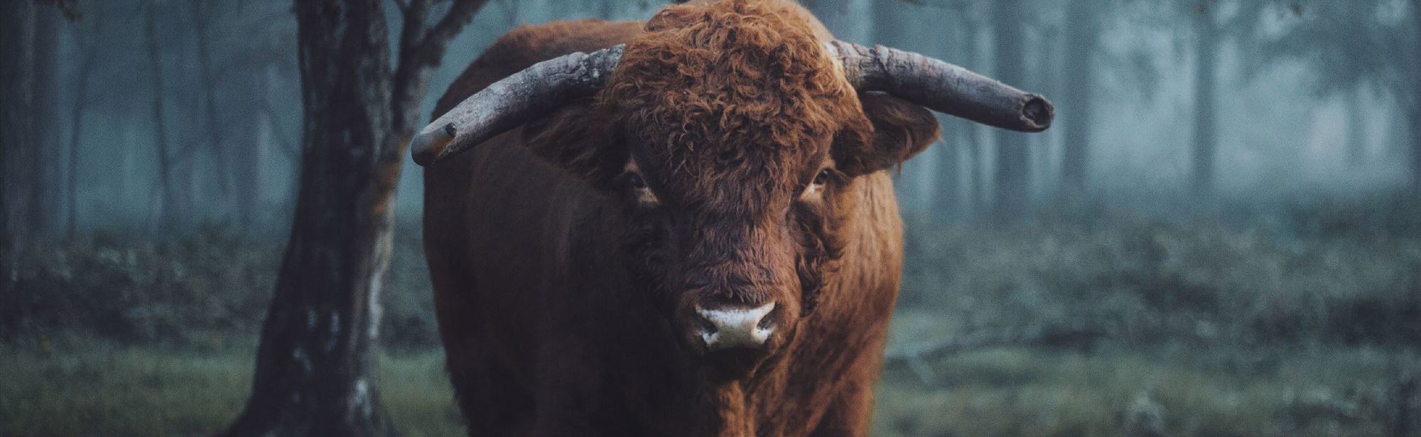 Een stier bij de Schinveldse Bossen