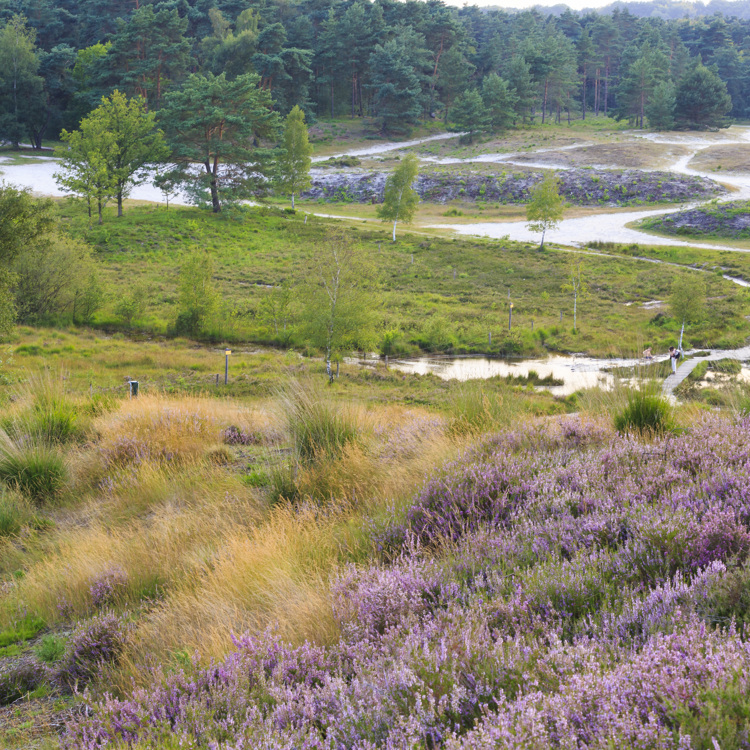 Een vergezicht over de paarse heide en groene graslanden van de Brunssummerheide