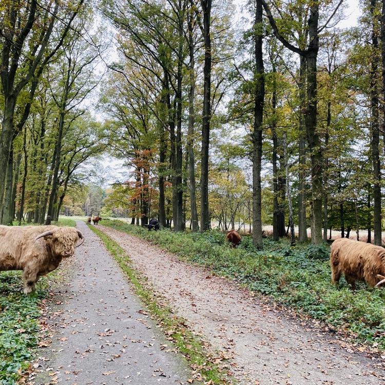 Galloway runderen in de Schinveldse Bossen