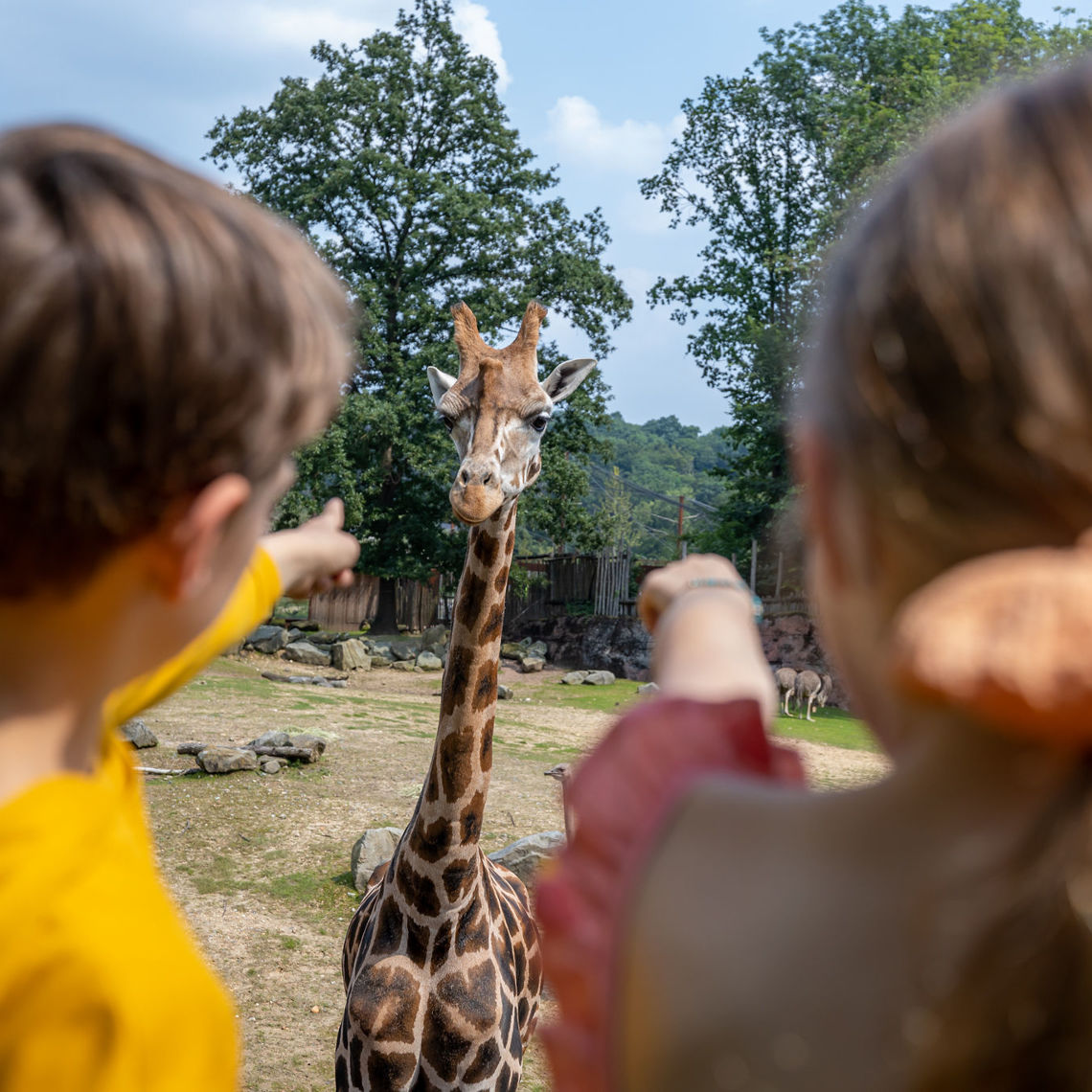 Kinderen wijzen naar een giraffe in GaiaZoo