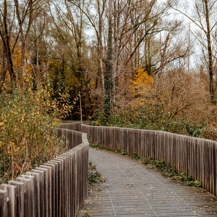 Het rietpad in Schinnen tussen de bomen in de herfst.