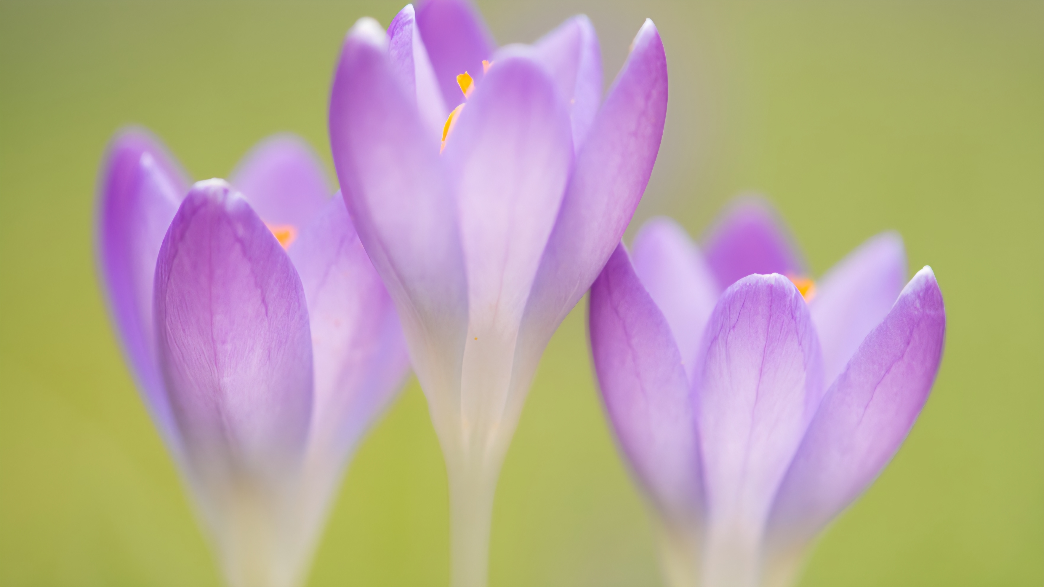 Lentekriebels: garageverkoop